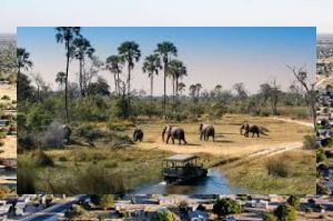 Elephants in Khwai Botswana